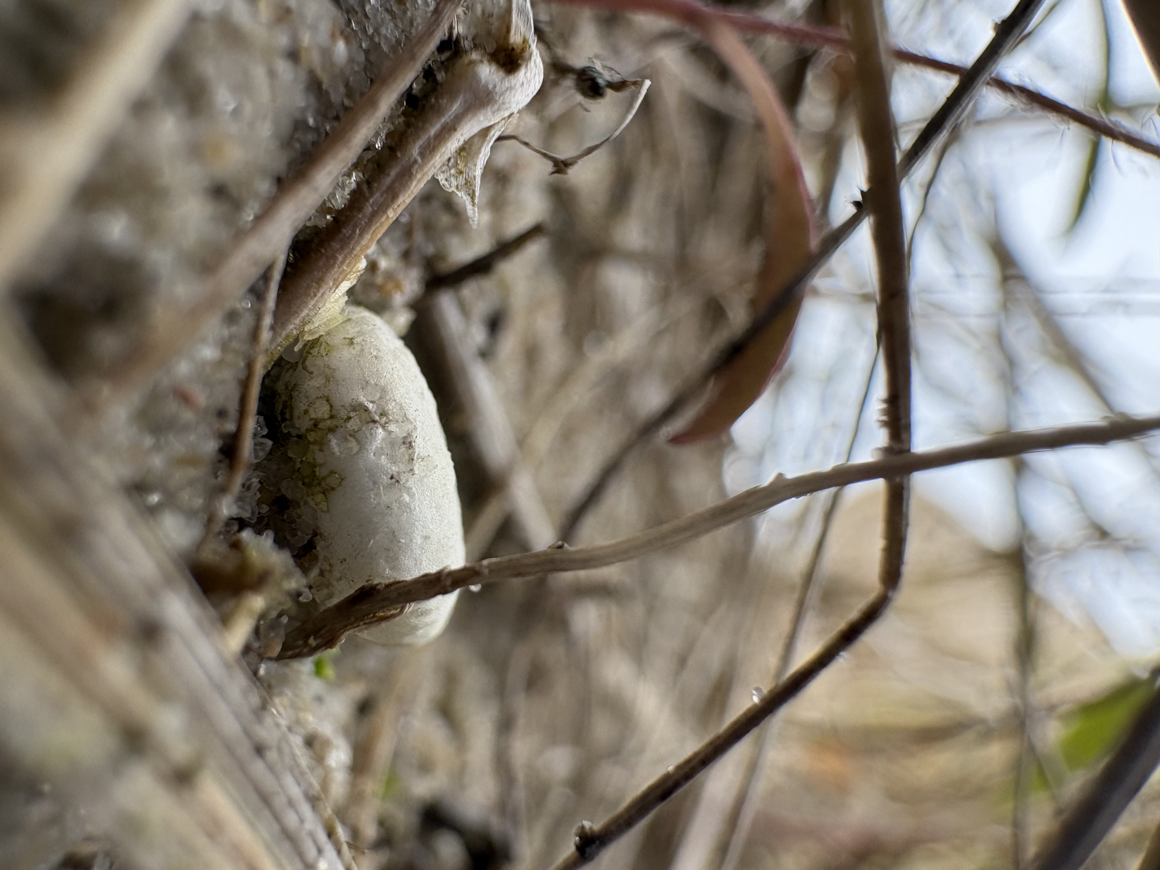 Een smakelijk stukje piepschuim